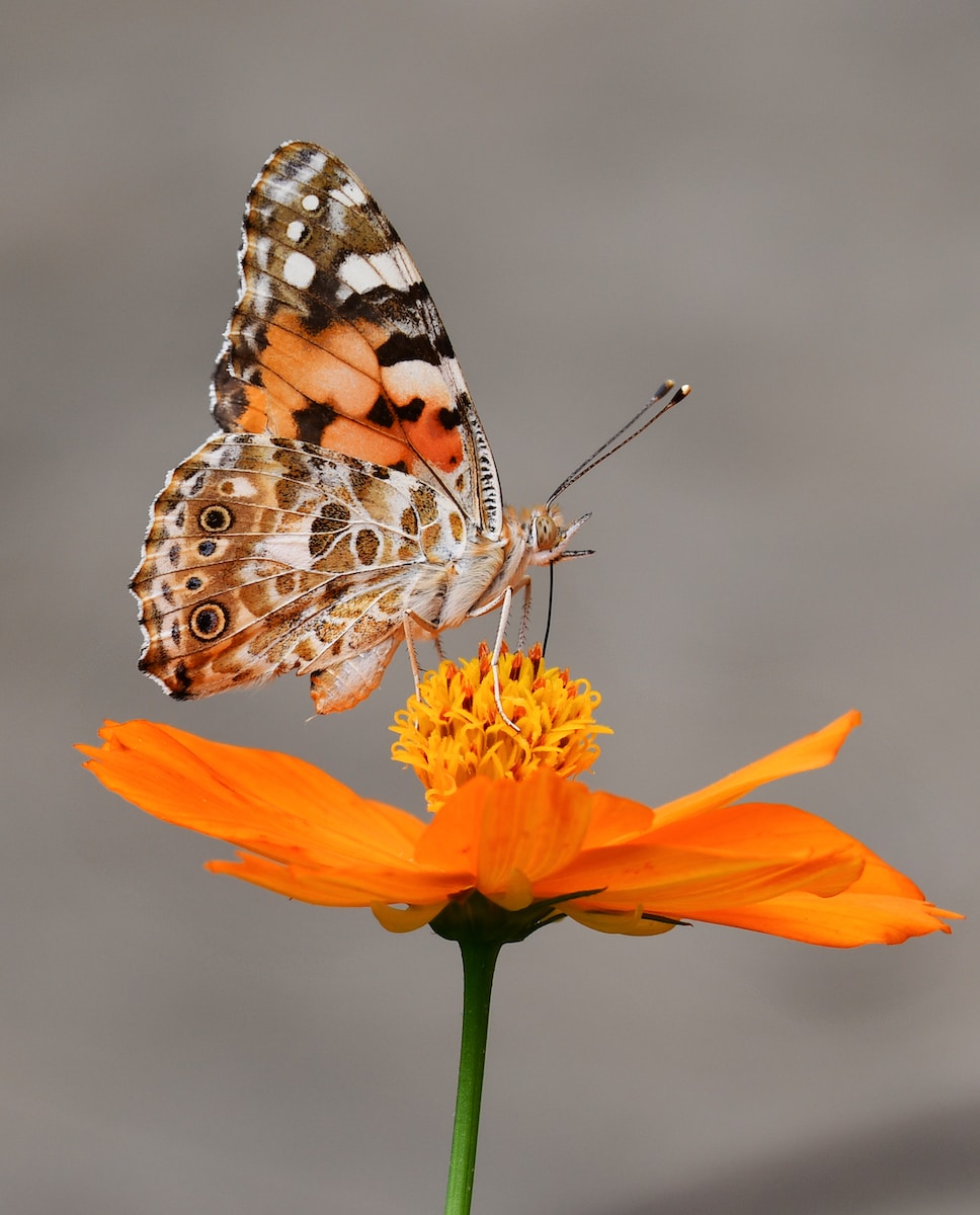 Le monde fascinant des papillons : Cycle de vie, couleurs et habitat