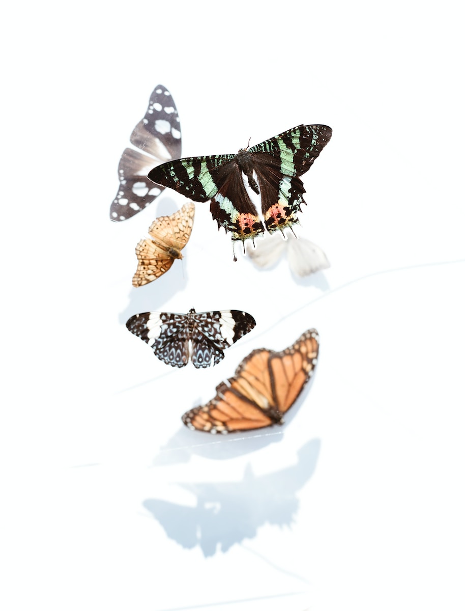 Les merveilleux papillons: 136 familles et plus de 155 000 espèces!