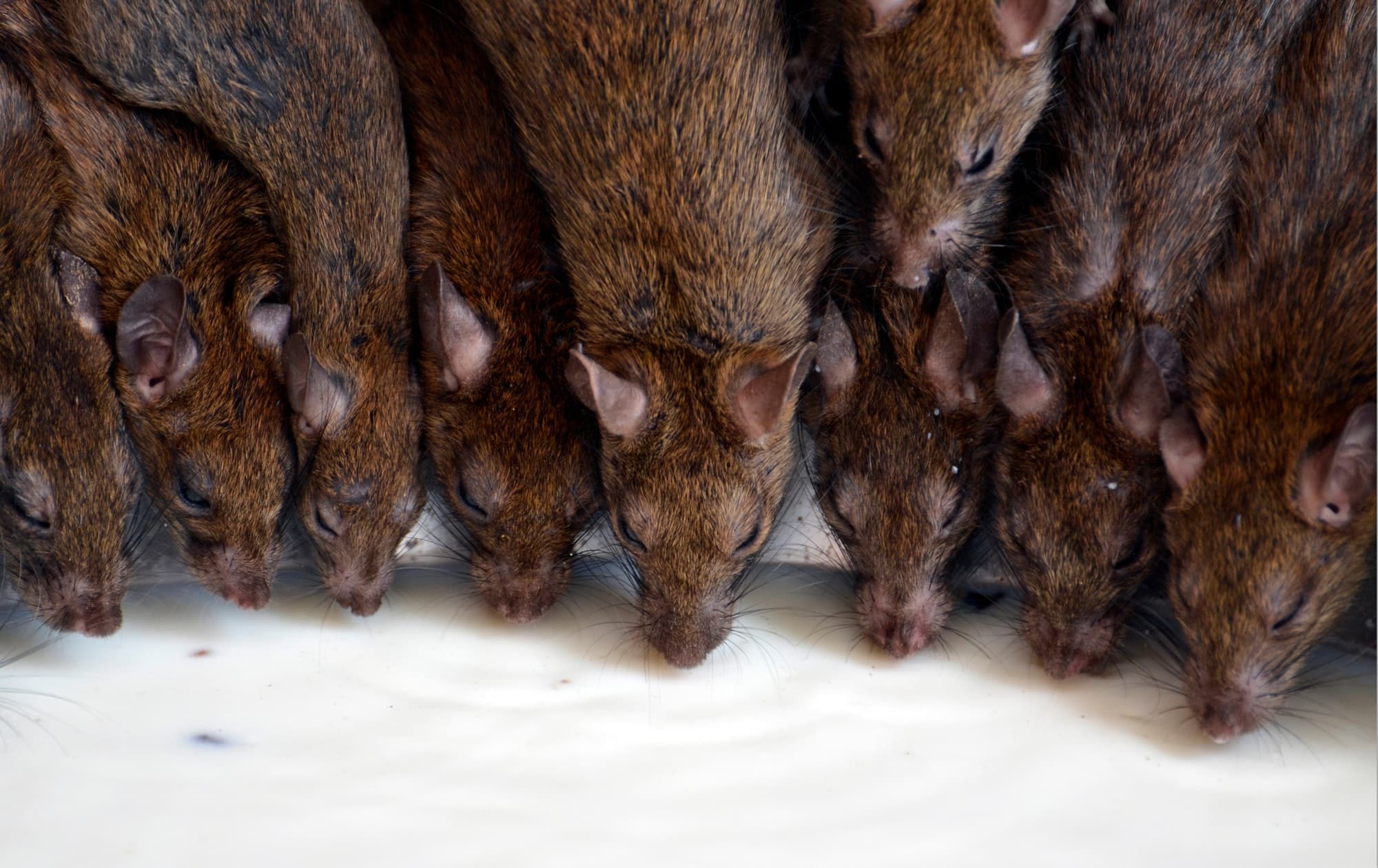 Comment reconnaître les crottes de rat ?