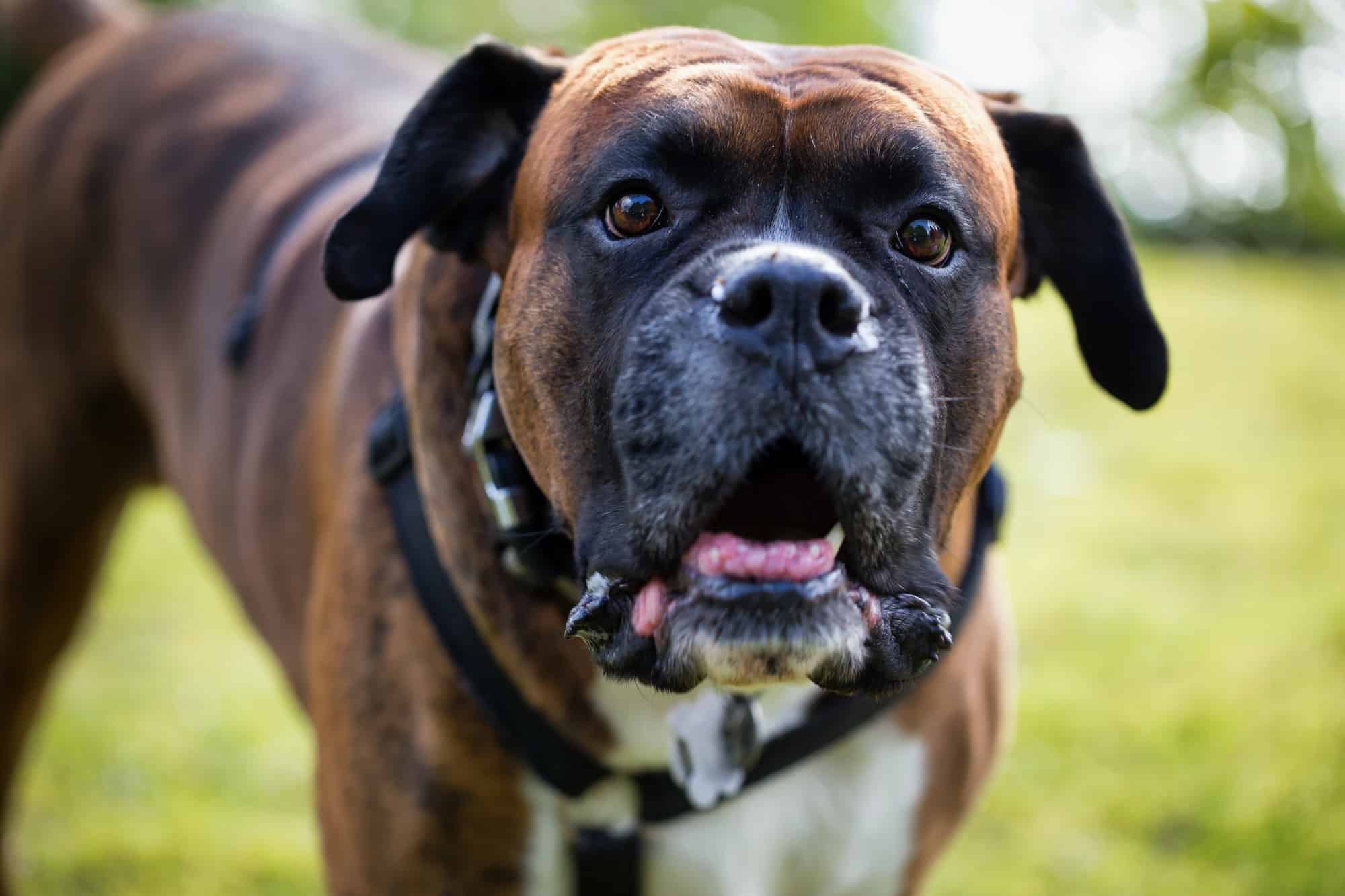 Harnais pour gros chien: guide complet sur les meilleurs du marché