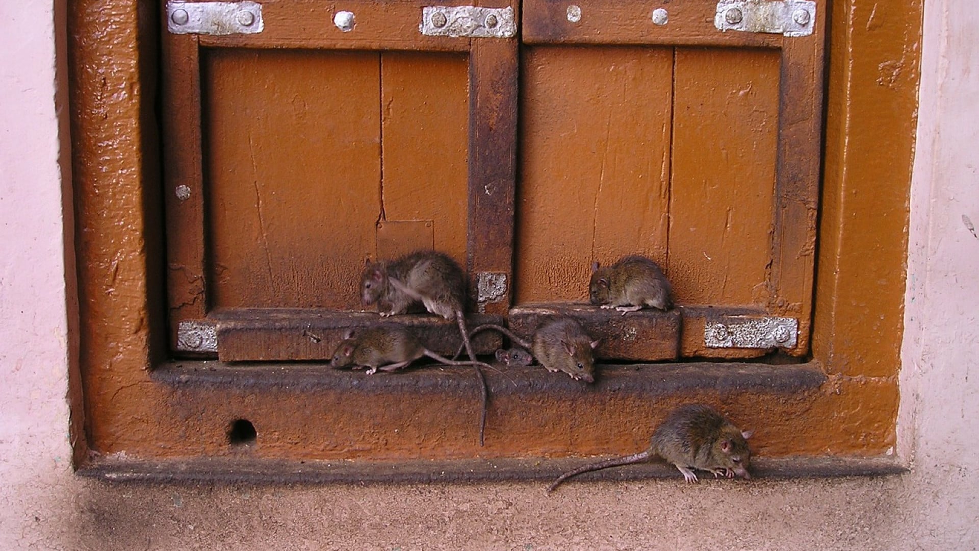 Quels sont les signes indiquant la présence de rats dans mon logement ?